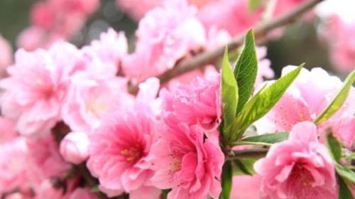 樱花：探寻其背后的深意与情感