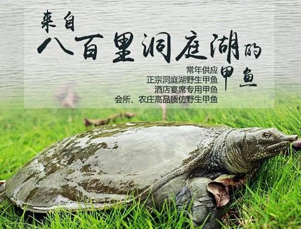 甲鱼短期存放技巧
