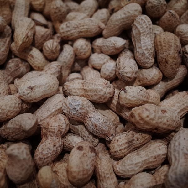 香榧坚果的营养价值与食用建议