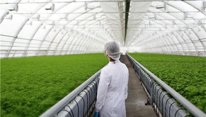 工业辣椒发展前景好 行业还需加快技术创新研发