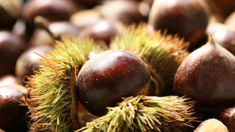 板栗壳的功效与作用、禁忌和食用方法