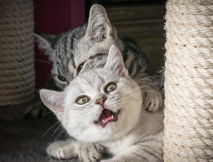 养猫攻略：减少猫咪掉毛的五个小妙招
