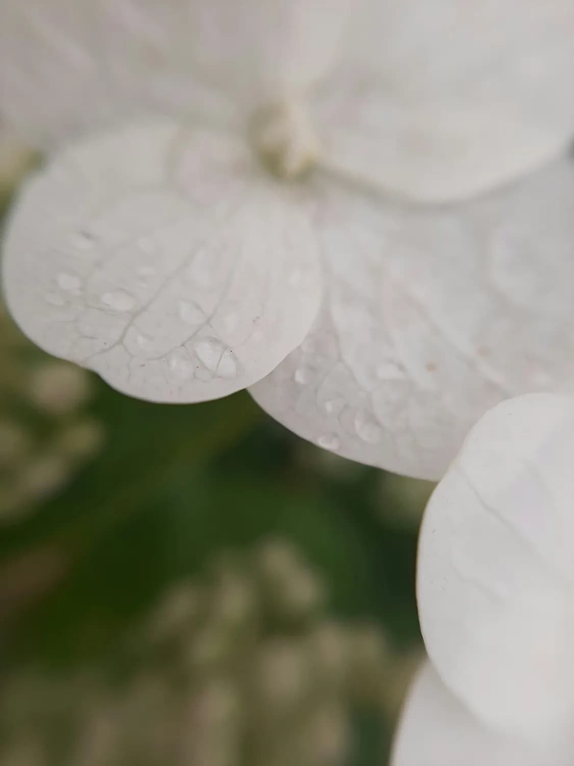 白露节气：传统习俗与诗意之美