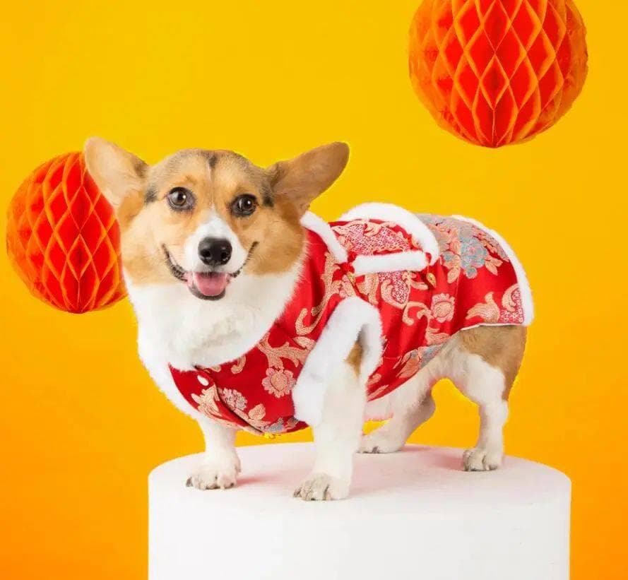 春节养犬指南：让爱犬也能安心度过欢乐时光