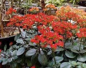 凤尾花的象征意义与魅力（探寻凤尾花背后的文化内涵）