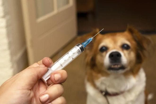 中国狂犬病疫苗研究进展