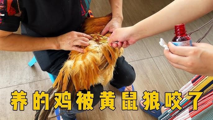 被黄鼠狼咬死的鸡可以吃吗？了解食用风险与注意事项