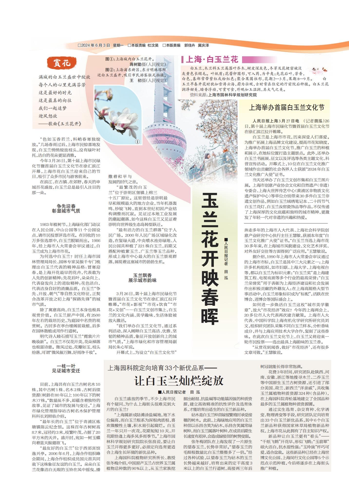 玉兰花开映春晖