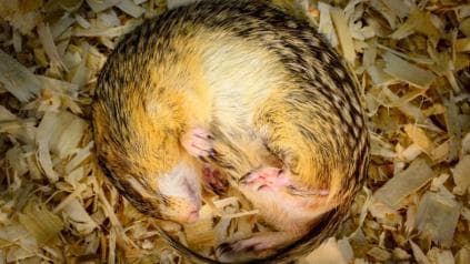 这些动物冬眠时为什么不口渴？