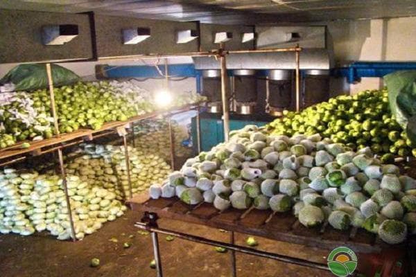 冬季蔬菜贮藏全攻略：从品种选择到贮藏技巧