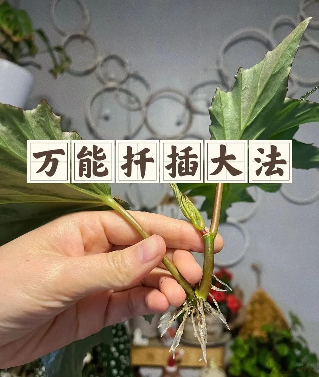 5种漂亮花人称“开不够”，年后最适合扦插，见土生根，太好活了