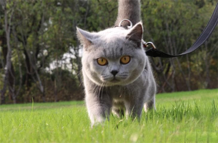 蓝猫的优点和缺点 好养吗