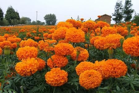 万寿菊种植技术和管理方法