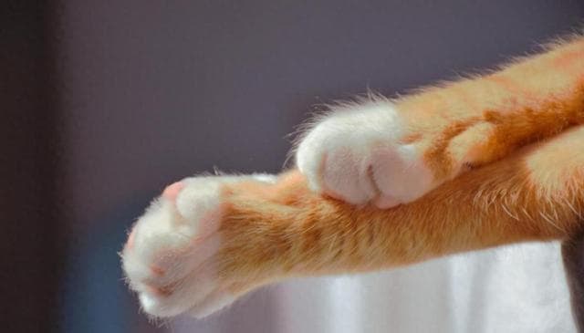 猫咪爪子的秘密：为何它们如此保护？一文教你如何温柔接近！