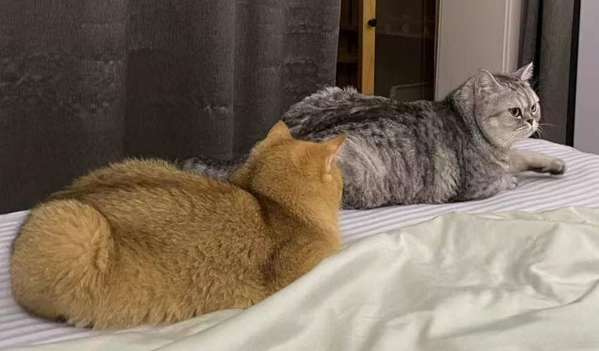 喵星人必备！超实用猫咪护理指南