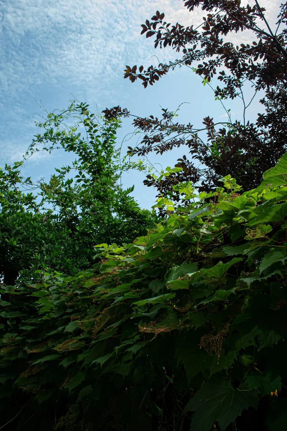 《夏目友人帐：结缘空蝉》：家庭与友情的温暖力量