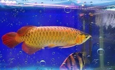 鱼缸增氧泵的工作原理（如何选择适合的增氧泵）