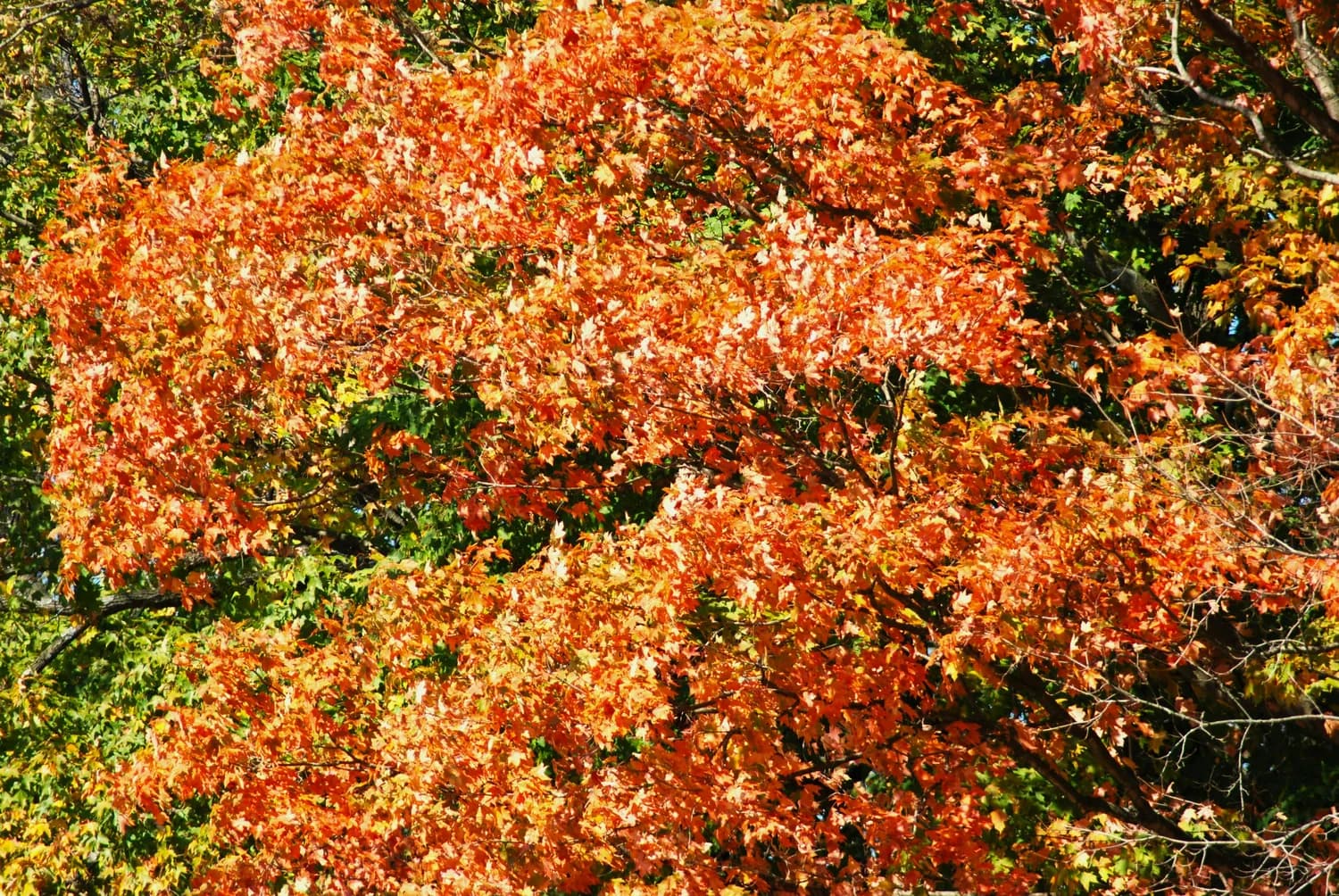攀枝花自驾游：春秋季节哪个更适合？