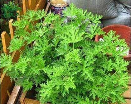 迷迭香修剪方法（打造美丽而健康的迷迭香植株）
