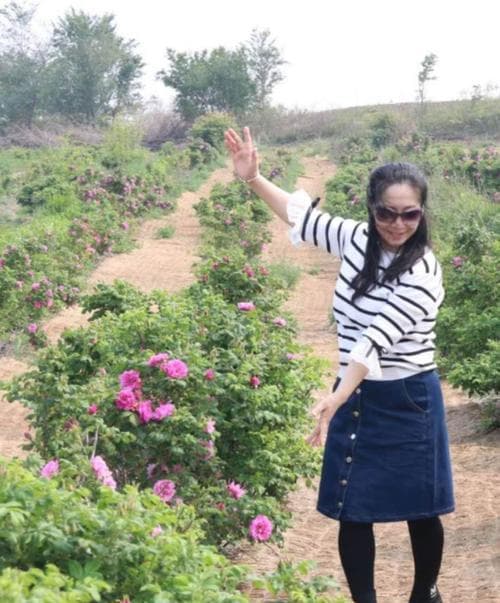 玫瑰花修剪方法：从准备到护理的全面指南
