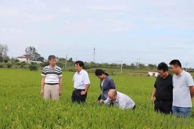 万建民院士解读中国种业科技创新：从“跟跑”到“领跑”的关键突破