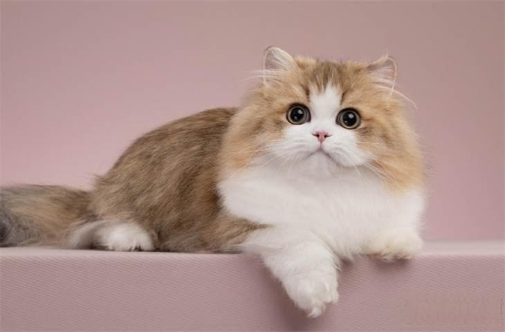 猫养在卧室需要注意什么