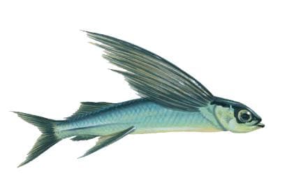 海洋中的“飞行大师”——飞鱼