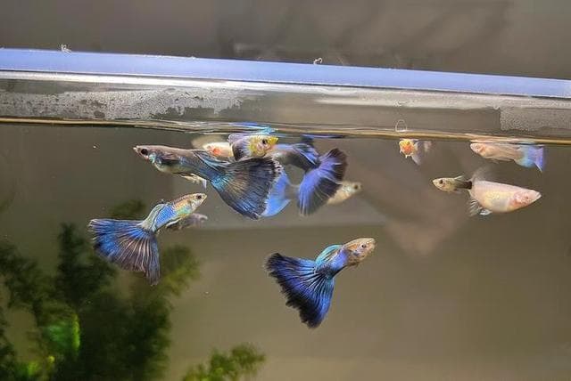 新手养鱼:饲养者给金鱼换水的常见误区1、水质温差大
