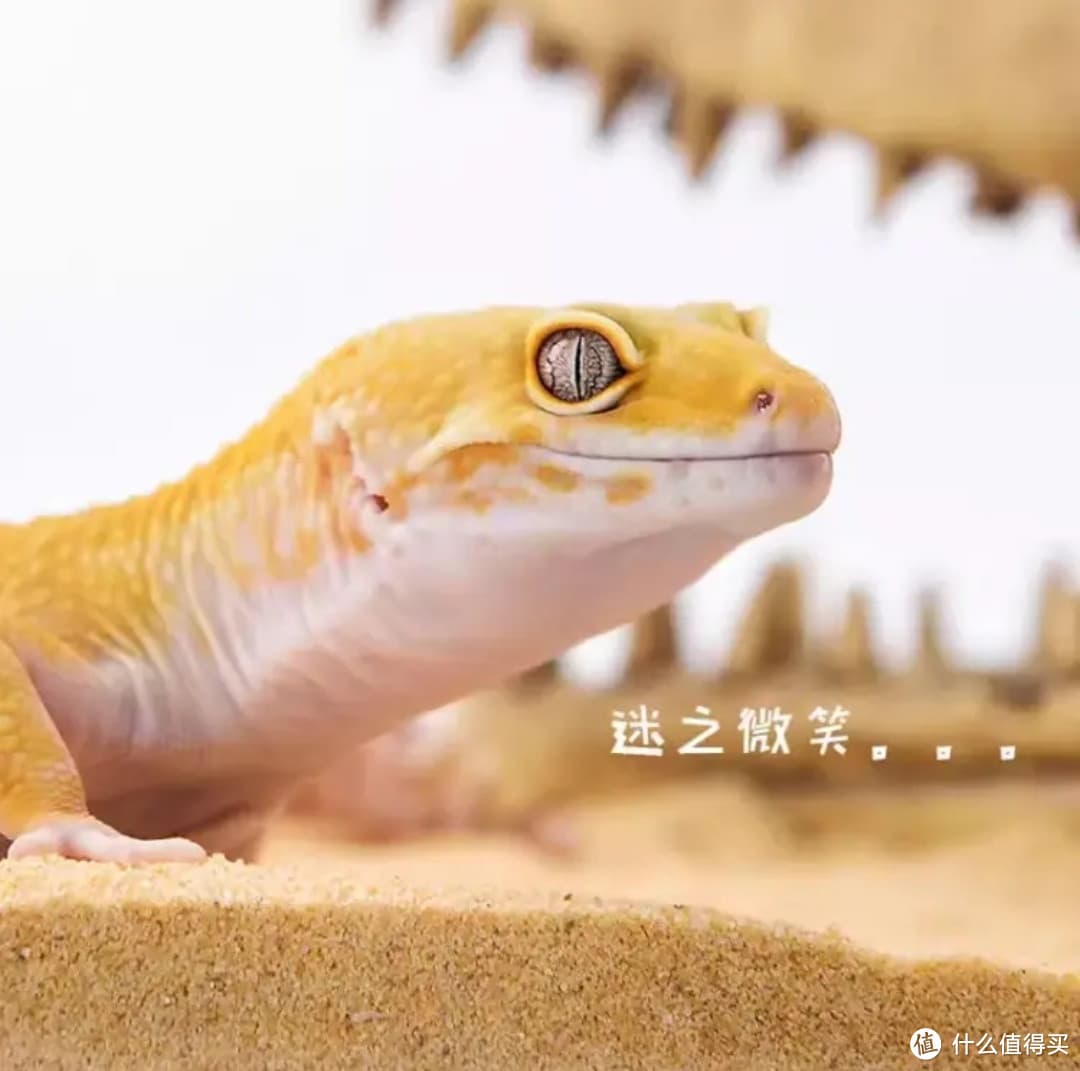 蜜橘色豹纹守宫，懒人的高颜值宠物选择！