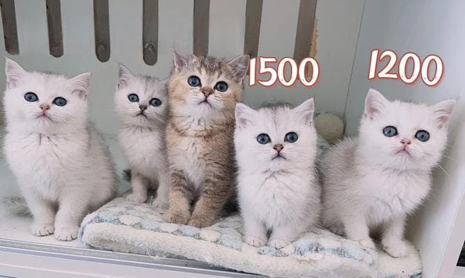 猫咪价格大揭秘：从几百元到几万元，这些因素决定猫咪身价
