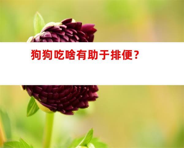 狗狗吃啥有助于排便？