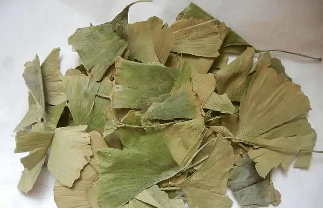 揭秘银杏叶片的功效与主治 提升健康的天然选择