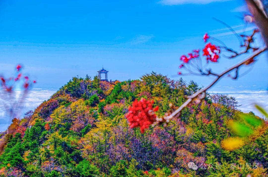 泰山金秋：红黄绿交织的七彩画卷
