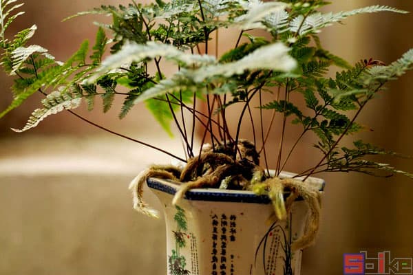 狼尾蕨：一种独特的观赏蕨类植物