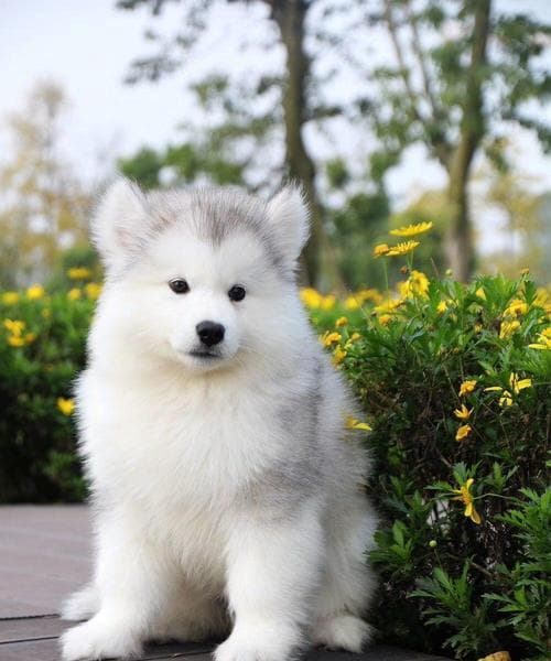 阿拉斯加犬养护完全指南：价格、美容费用及日常护理成本详解