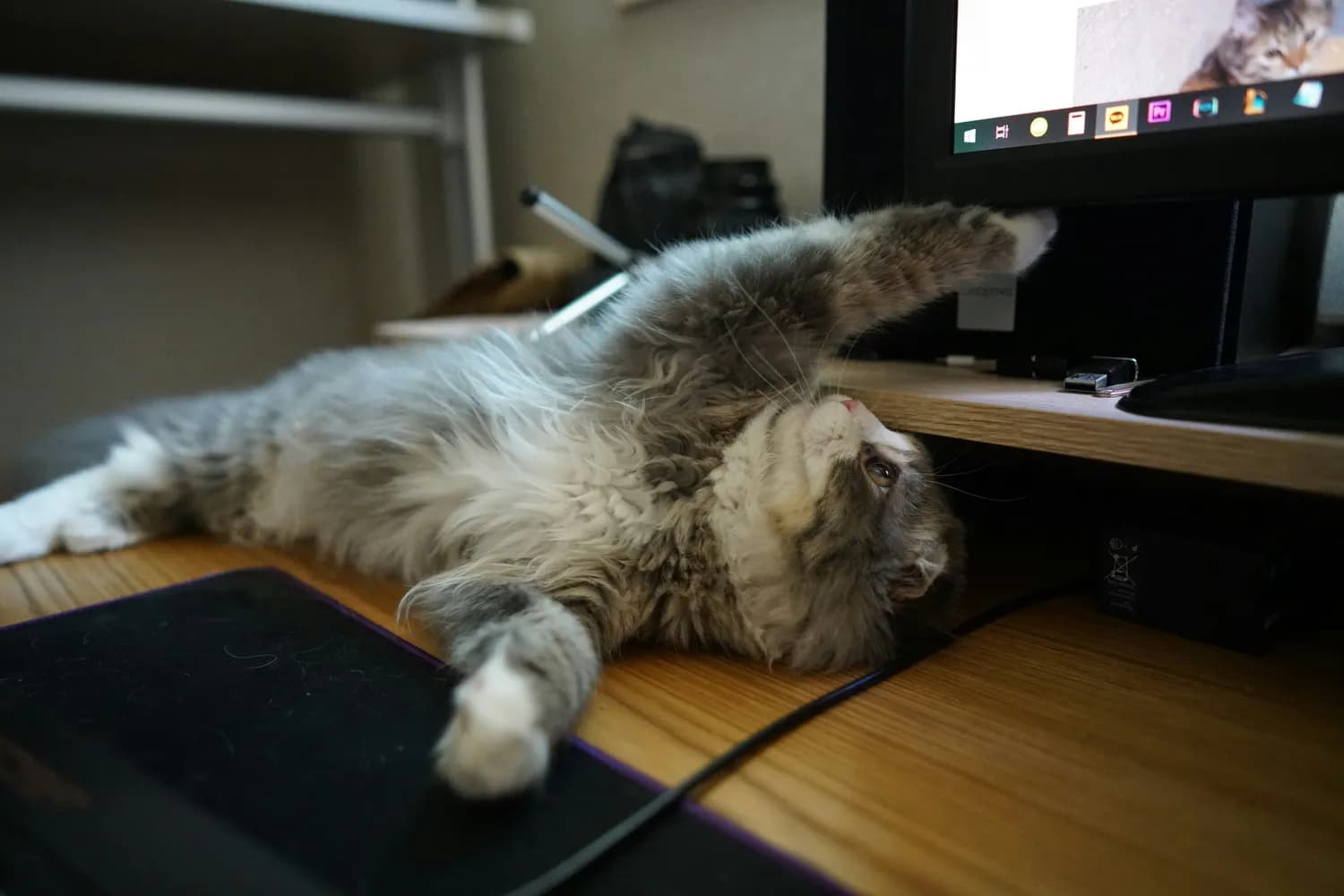 从莫扎特到猫咪专属：音乐如何影响猫咪情绪