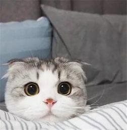 猫咪寄养需要注意的问题