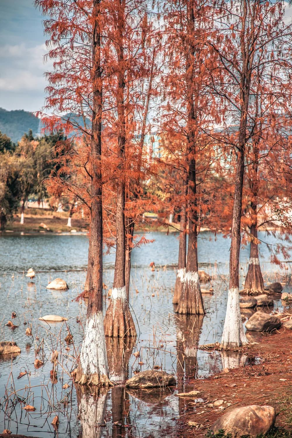秋冬打卡洱海，感受大理最美风情