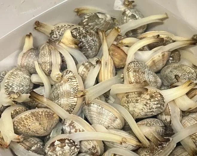 放盐醋加温水，花蛤15分钟快速吐沙