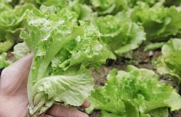 生菜的浇水频率及注意事项（如何科学浇水让生菜更健康）