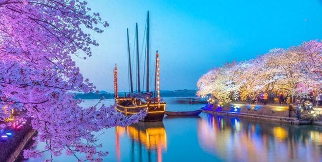 鼋头渚樱花什么时候开？两天一夜无锡赏樱游玩全攻略