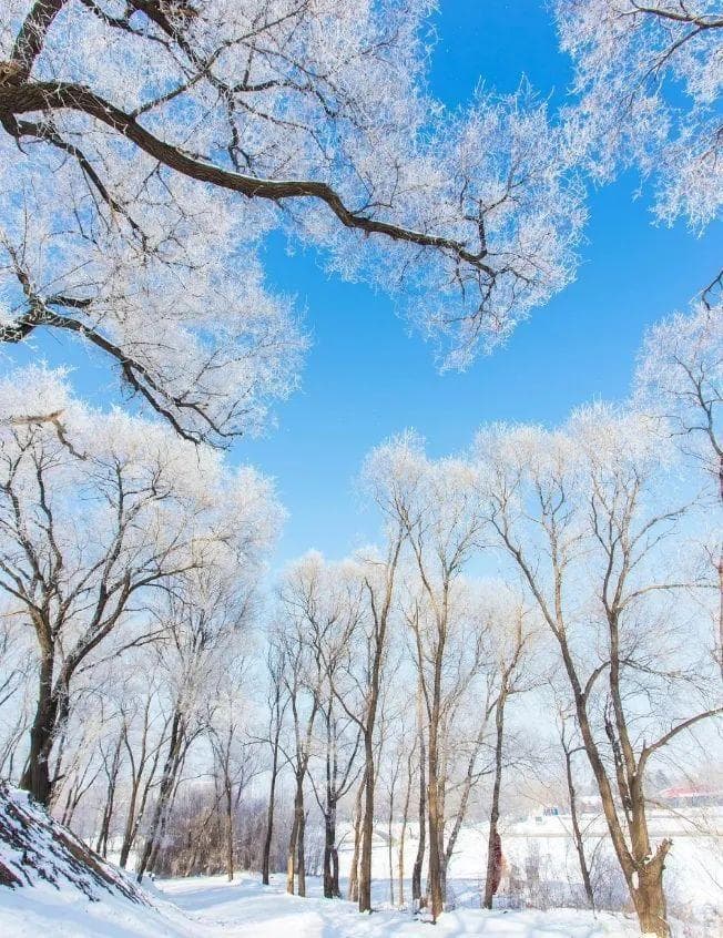 冬日必去榜TOP1！冬天的浪漫，哈尔滨雪乡占一半！
