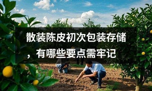 散装陈皮初次包装存储，有哪些要点需牢记