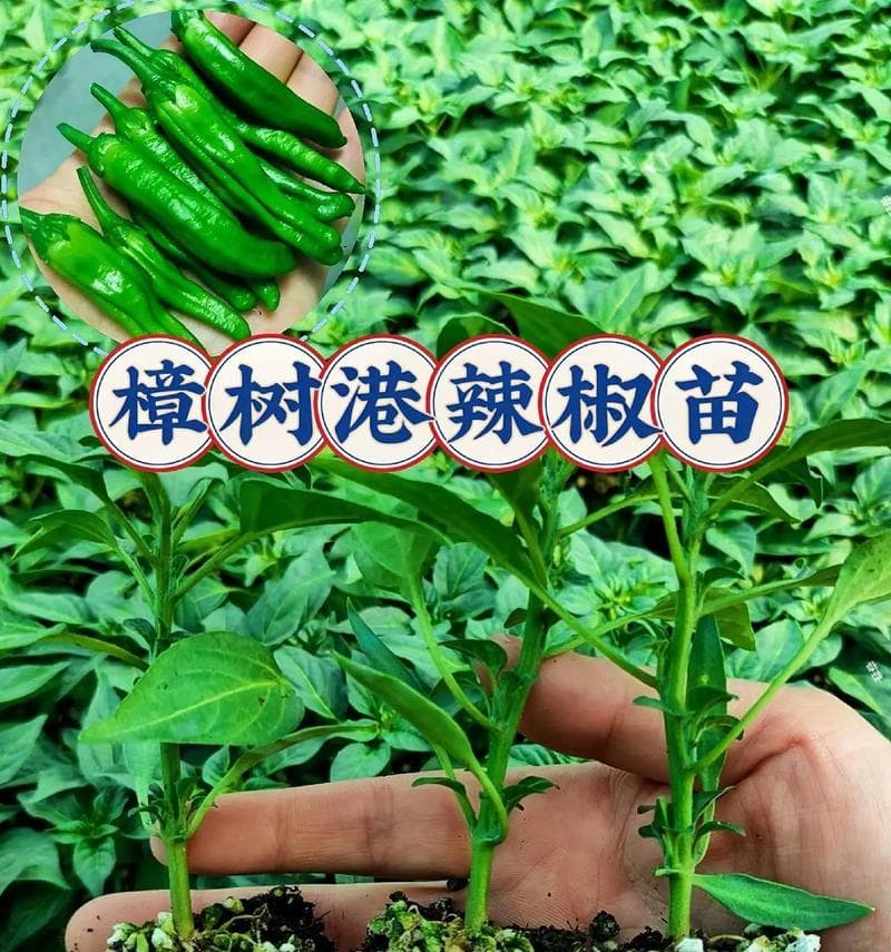 辣椒种植全攻略：一年可以种几次辣椒？种辣椒需要几个月？