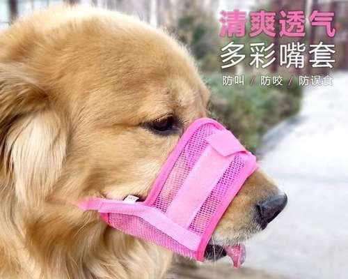 狗狗嘴流血了怎么办？这份宠物急救指南请收好