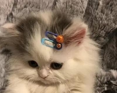 不在家时如何确保小猫的温暖？有哪些保温方法？