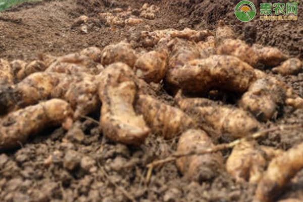 中药材种植项目推荐：六种高收益药材详解