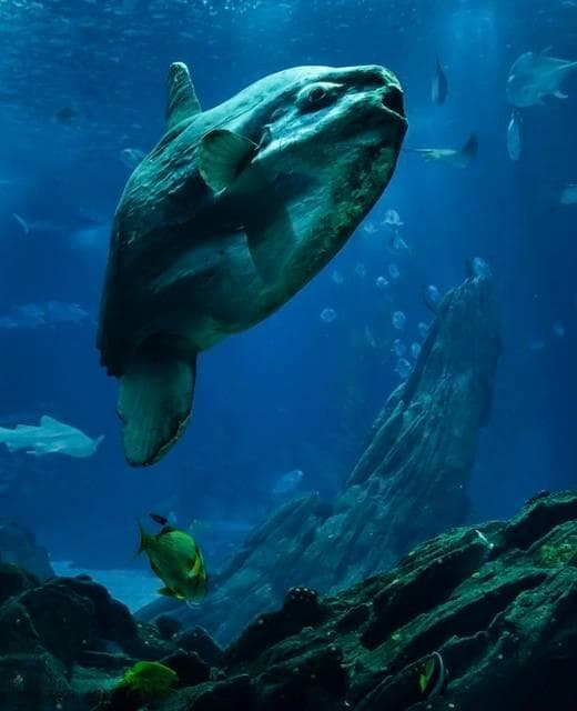 哪种海洋生物属于温血动物？翻车鱼还是海龟？