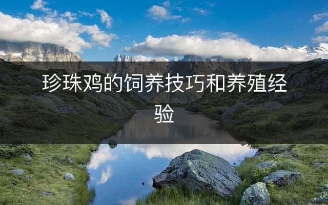 珍珠鸡的饲养技巧和养殖经验