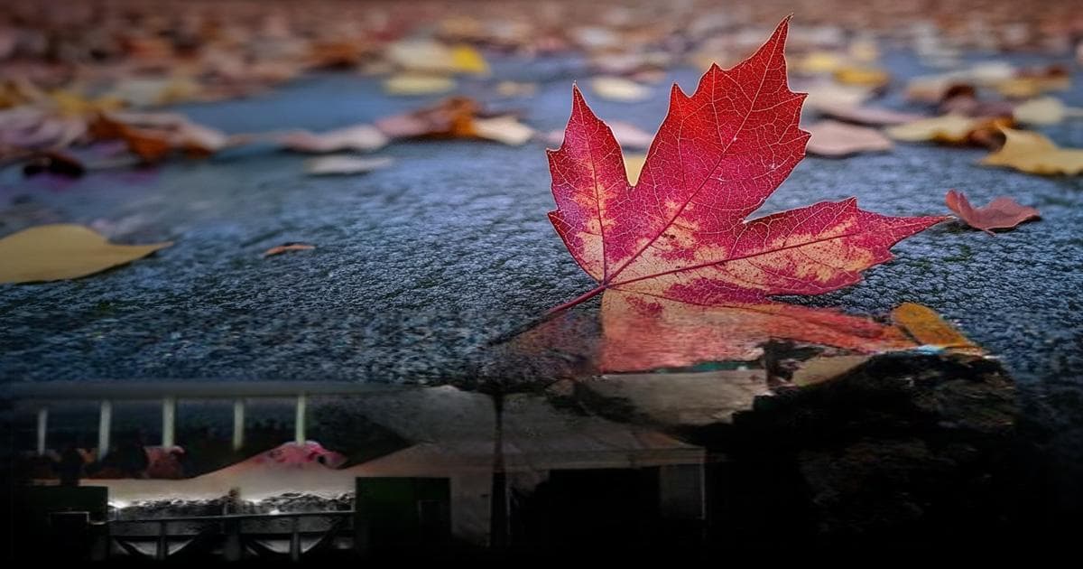 新手必学！3个拍出「浅景深」的技巧